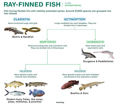 ray finned fish
